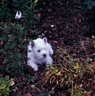 Picture of west highland white puppy in garden
