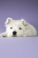 Picture of West Highland White puppy lying down on purple background