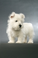 Picture of West Highland White puppy on a grey background