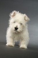 Picture of West Highland White puppy on a grey background