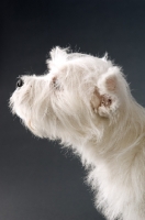 Picture of West Highland White puppy on a black background