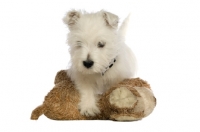 Picture of West Highland White puppy playing with a teddy, isolated n a white background 