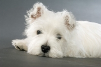 Picture of West Highland White puppy resting on a grey background