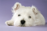 Picture of West Highland White puppy resting on purple background