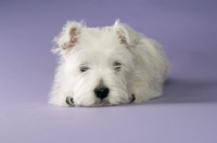 Picture of West Highland White puppy resting on purple background