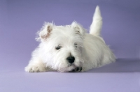 Picture of West Highland White puppy resting on purple background