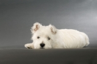 Picture of West Highland White puppy resting on a grey background