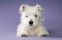 Picture of West Highland White puppy resting on purple background