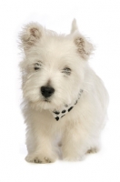 Picture of West Highland White puppy walking, isolated on a white background