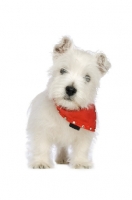 Picture of West Highland White puppy wearing a red bandanna around its neck, isolated on a white background