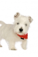 Picture of West Highland White puppy wearing a red bandanna around its neck, isolated on a white background