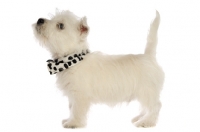 Picture of West Highland White puppy wearing scarf