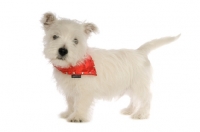 Picture of West Highland White puppy wearing a red bandanna around its neck, isolated on a white background