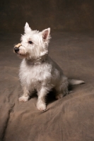 Picture of West Highland White sitting in studio