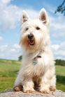 Picture of West Highland White sitting on bale of hay