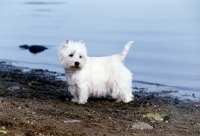 Picture of west highland white terrier at riverside
