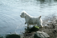Picture of west highland white terrier beside river patting at the water