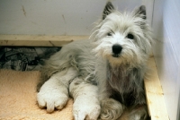 Picture of west highland white terrier bitch and puppies