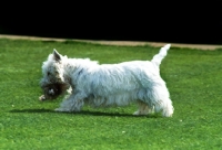 Picture of west highland white terrier carrying toy