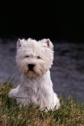 Picture of west highland white terrier, champion olac moon pilot, best in show crufts 1990, sitting by the river thames