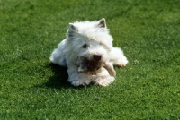 Picture of west highland white terrier chewing a furry toy
