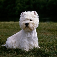 Picture of west highland white terrier, champion olac moon pilot, best in show crufts 1990, sitting on grass