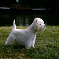 Picture of west highland white terrier, champion olac moon pilot, best in show crufts 1990, alert, beside river thames
