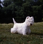 Picture of west highland white terrier, champion olac moon pilot, best in show crufts 1990, walking off in a grump