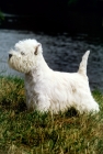 Picture of west highland white terrier, champion olac moon pilot, best in show crufts 1990, beside river thames