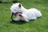 Picture of west highland white terrier chewing toy ring