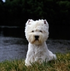 Picture of west highland white terrier, champion olac moon pilot, best in show crufts 1990, sitting by river thames