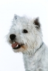 Picture of west highland white terrier, head study on white background