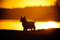 Picture of West Highland White Terrier in sunset