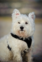 Picture of West Highland White Terrier in harness