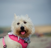 Picture of West Highland White Terrier in pink harness
