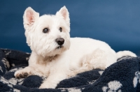 Picture of West Highland White Terrier in studio