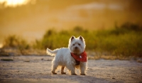 Picture of West Highland White Terrier in sunset