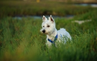 Picture of West Highland White Terrier in grass
