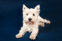 Picture of West Highland White Terrier in studio