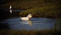 Picture of West Highland White Terrier in water