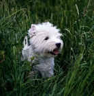 Picture of west highland white terrier in long grass