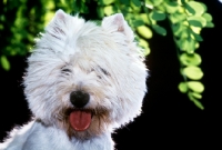 Picture of west highland white terrier in germany, portrait