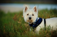 Picture of West Highland White Terrier in grass