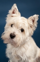 Picture of West Highland White Terrier in studio, looking at camera