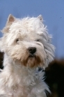 Picture of west highland white terrier looking shaggy