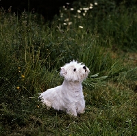 Picture of west highland white terrier looking up