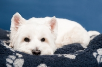 Picture of West Highland White Terrier lying in basket