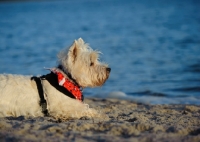 Picture of West Highland White Terrier lying on beach