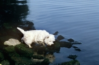 Picture of west highland white terrier near a river