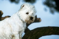 Picture of west highland white terrier near a tree